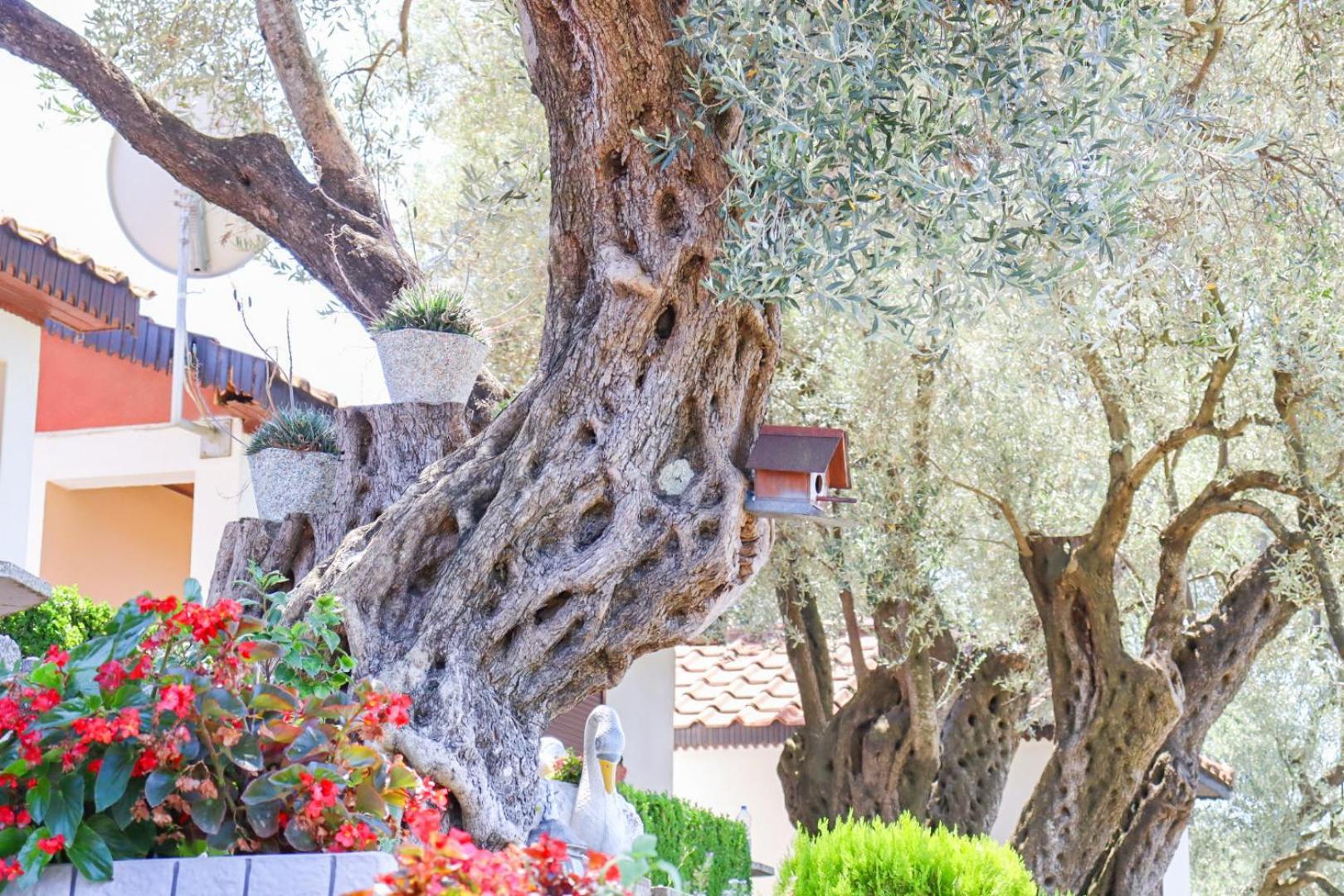 Hilja'S Oliven Garden Bungalows Ulcinj Eksteriør bilde