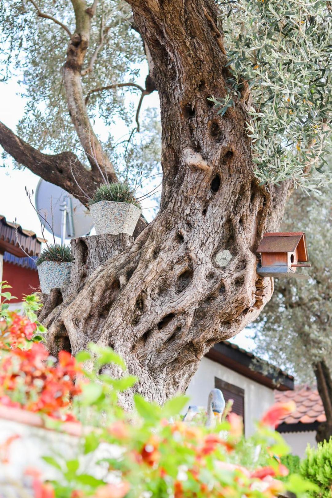 Hilja'S Oliven Garden Bungalows Ulcinj Eksteriør bilde